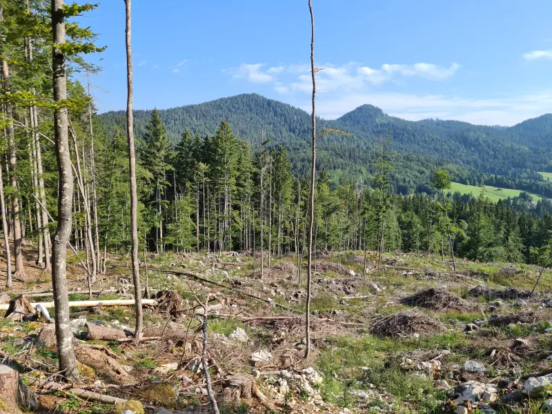 Tree wasteland. Lots of those on this run.