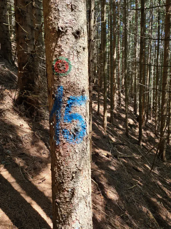 The switchback countdown painted on the trees. Motivating or the opposite?