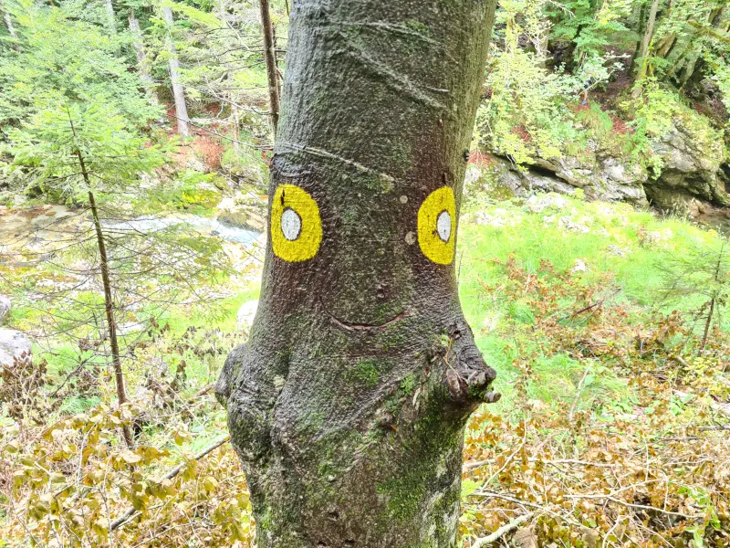 Happy tree, happy trail.