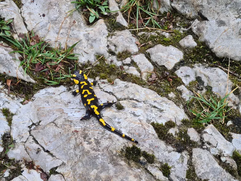 Local fauna in Mostnica gorge.